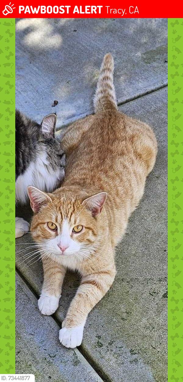 Lost Male Cat last seen Jefferson Middle School, Tracy, CA 95304