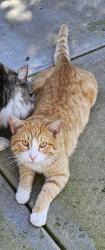 Lost Male Cat last seen Jefferson Middle School, Tracy, CA 95304