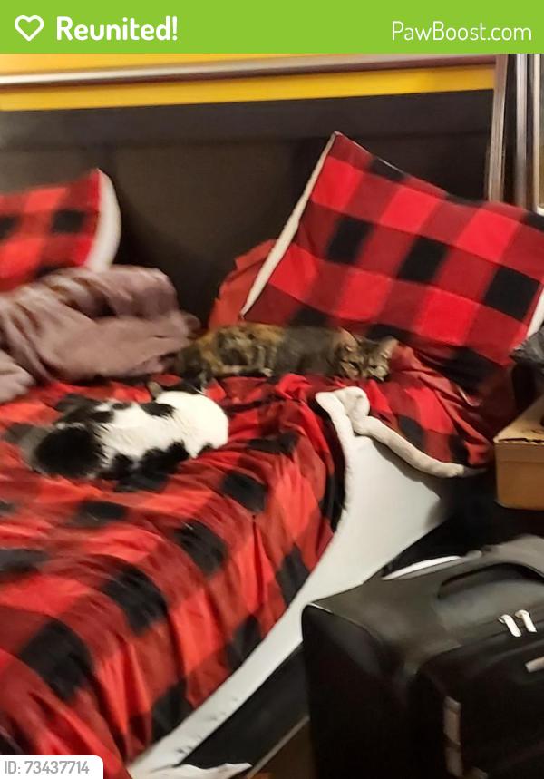 Reunited Male Cat last seen Down McCornack Road, Elgin, IL 60140