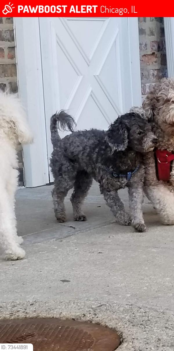 Lost Female Dog last seen 59st and Marshfield, Chicago, IL 60636
