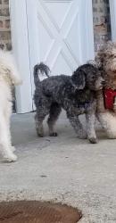 Lost Female Dog last seen 59st and Marshfield, Chicago, IL 60636