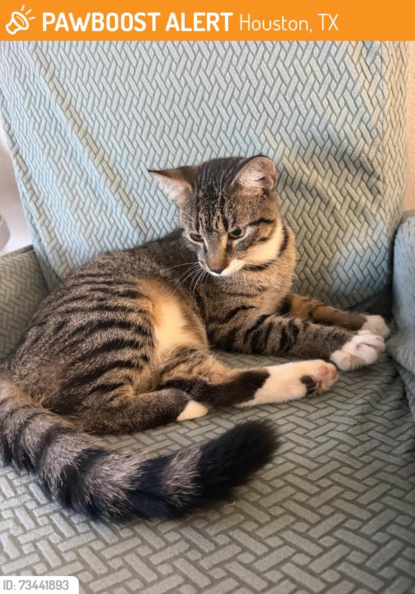 Found/Stray Male Cat last seen Near cypreswood, Houston, TX 77070