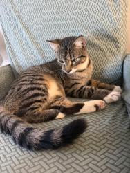 Found/Stray Male Cat last seen Near cypreswood, Houston, TX 77070