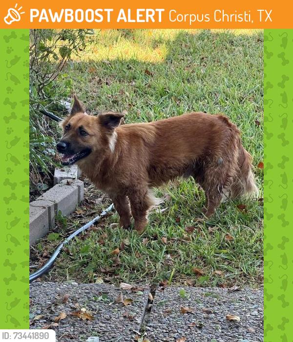 Found/Stray Unknown Dog last seen Paul Jones/SPID, Corpus Christi, TX 78412