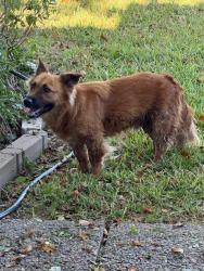 Found/Stray Unknown Dog last seen Paul Jones/SPID, Corpus Christi, TX 78412