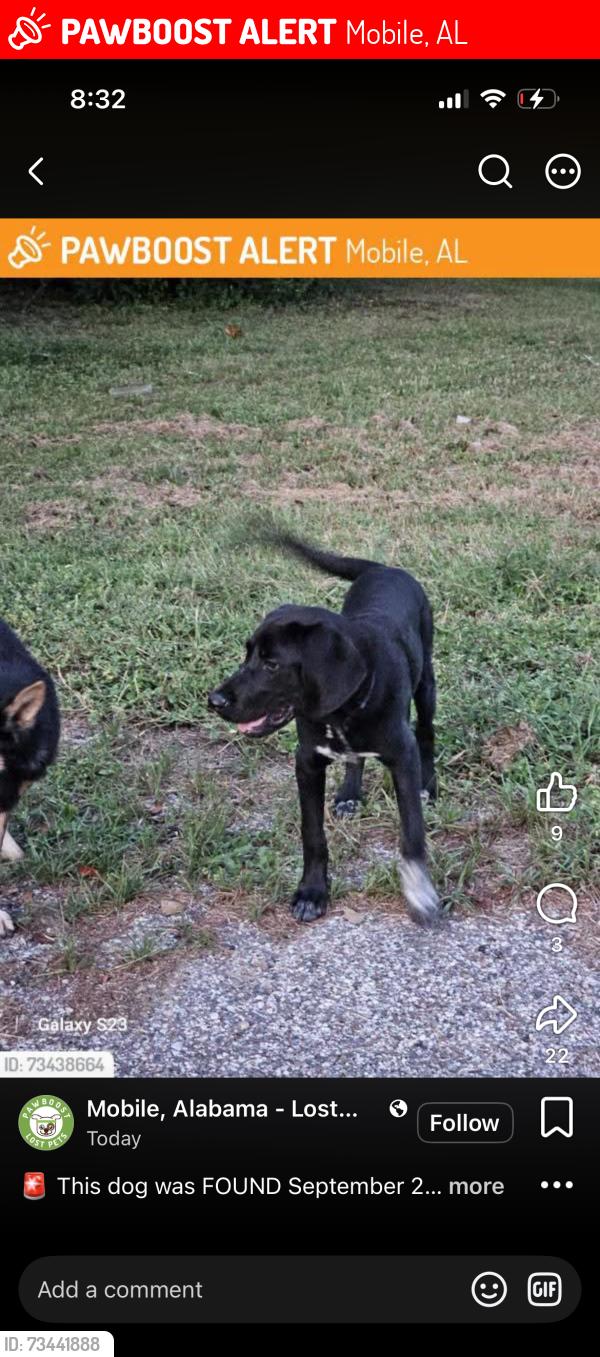 Lost Male Dog last seen idk, Mobile, AL 36602