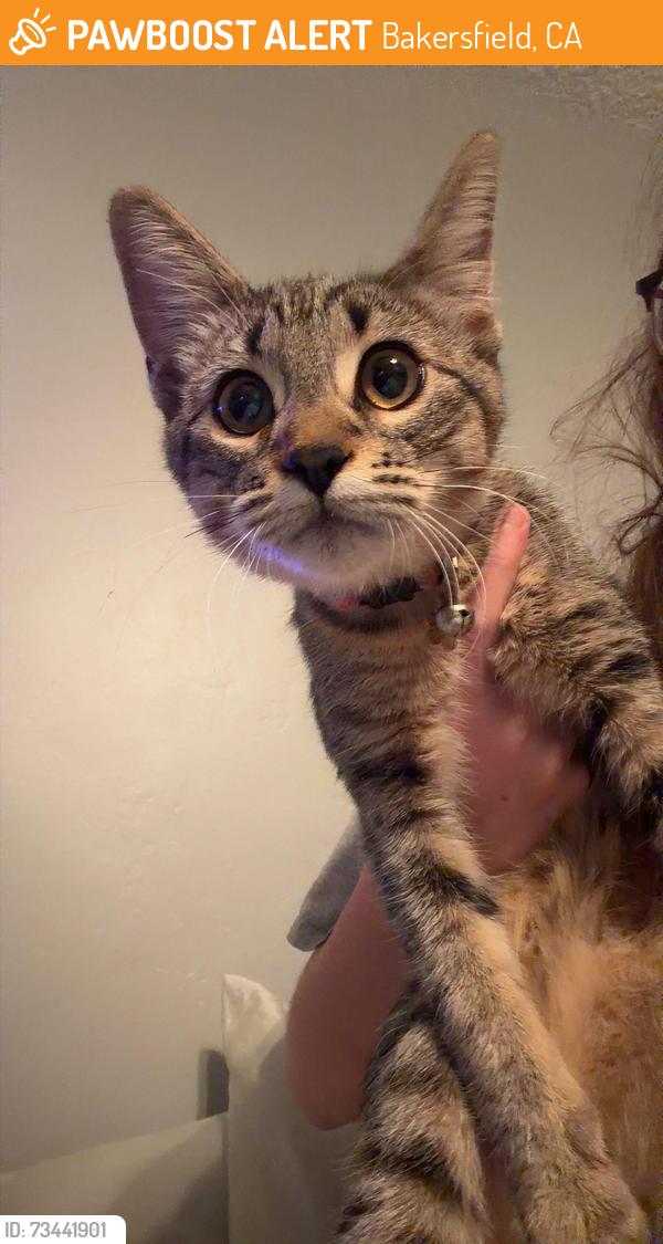 Found/Stray Female Cat last seen Hageman and verdugo in the verdugo market parking lot, Bakersfield, CA 93312