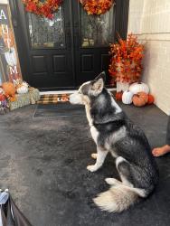 Found/Stray Female Dog last seen Ovilla rd, Midlothian, TX 75154