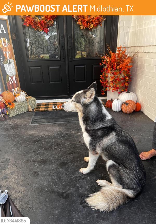 Found/Stray Female Dog last seen Ovilla rd, Midlothian, TX 75154