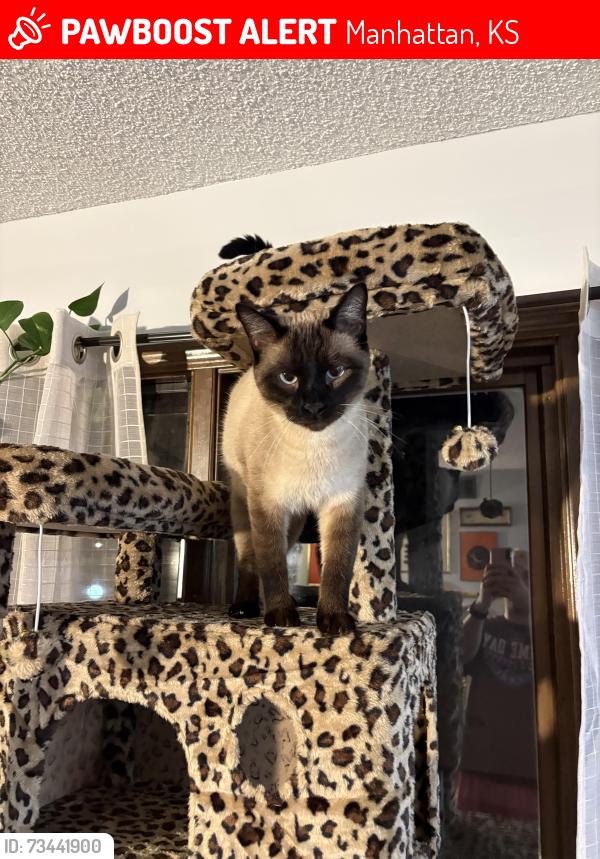 Lost Male Cat last seen College Ave and Dickens, Manhattan, KS 66502