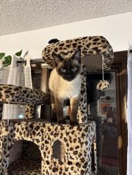 Lost Male Cat last seen College Ave and Dickens, Manhattan, KS 66502