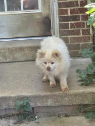 Reunited Male Dog last seen Dumbarton Rd, Snughaven Rd, Greendale Rd, Staples Mill Rd, Richmond, VA 23228