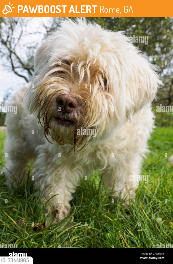 Found/Stray Unknown Dog last seen Applewood Sub off Old Dalton Rd, Rome, GA 30165