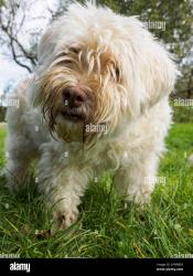 Found/Stray Unknown Dog last seen Applewood Sub off Old Dalton Rd, Rome, GA 30165