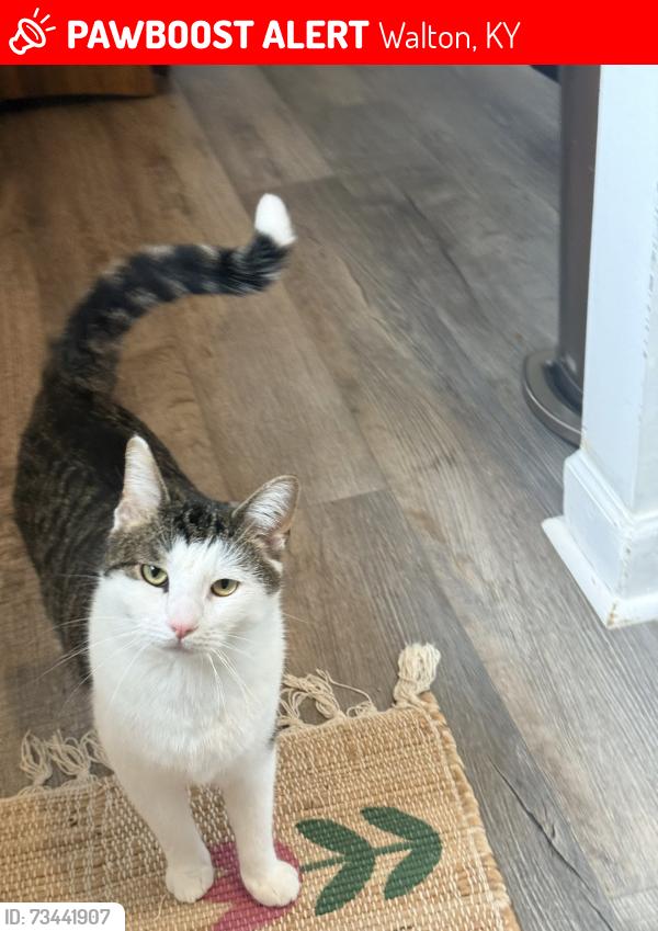Lost Male Cat last seen Brookwood Drive, Walton, KY 41094