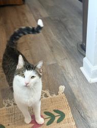 Lost Male Cat last seen Brookwood Drive, Walton, KY 41094