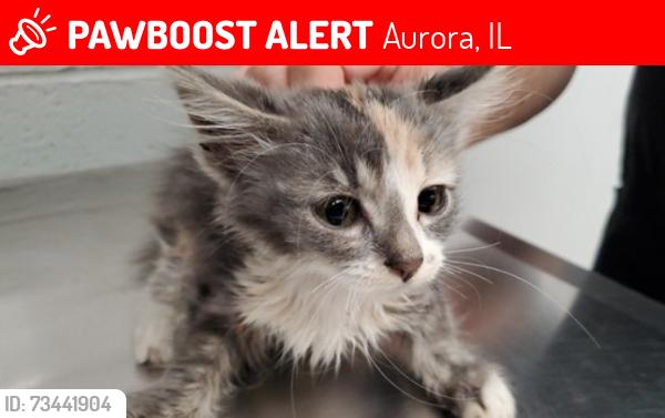 Lost Female Cat last seen Near N Root Street, Aurora, IL 60505