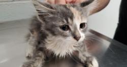 Lost Female Cat last seen Near N Root Street, Aurora, IL 60505