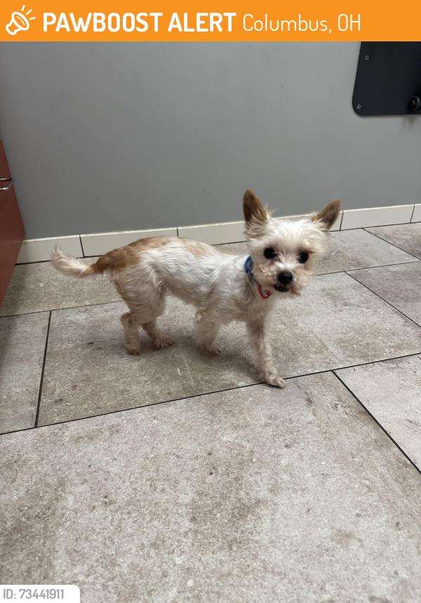 Found/Stray Female Dog last seen E. 5th, Columbus, OH 43219