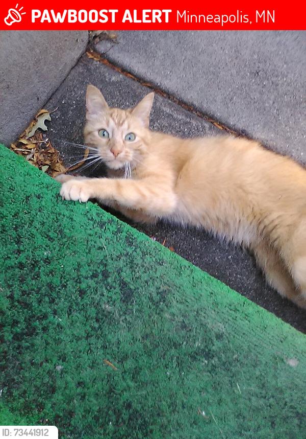 Lost Female Cat last seen 53rd & Twin Lake Blvd., Minneapolis, MN 55429