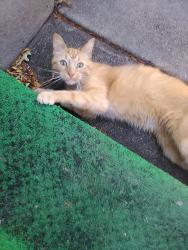 Lost Female Cat last seen 53rd & Twin Lake Blvd., Minneapolis, MN 55429