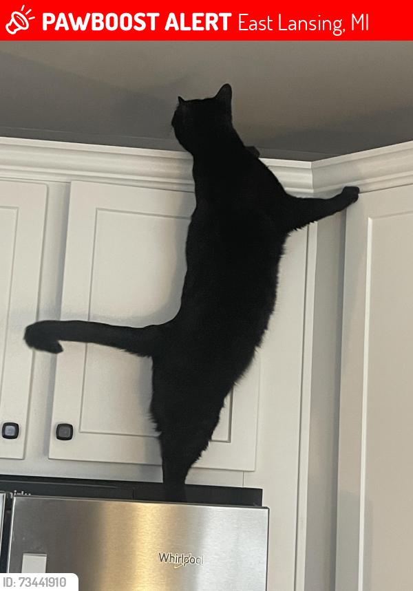 Lost Male Cat last seen Shearwater and Anhinga, East Lansing, MI 48823