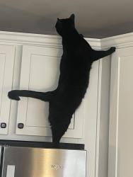 Lost Male Cat last seen Shearwater and Anhinga, East Lansing, MI 48823