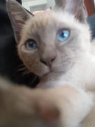 Lost Female Cat last seen Rua natan sumar amorim, Alto Aririu, SC 88132-814