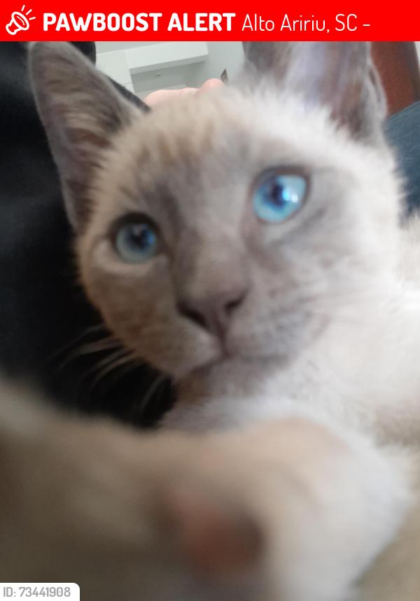 Lost Female Cat last seen Rua natan sumar amorim, Alto Aririu, SC 88132-814