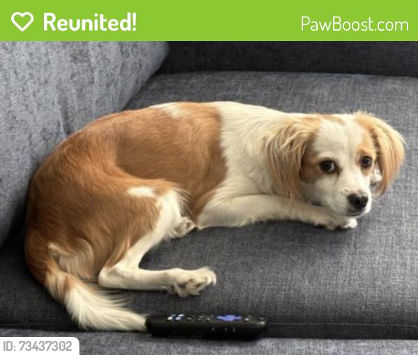 Reunited Female Dog last seen San Ramon Avenue & Santa Clara ave, Berkeley, CA 94707