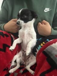 Lost Female Dog last seen Evanston st and gunnison pl, Aurora, CO 80012