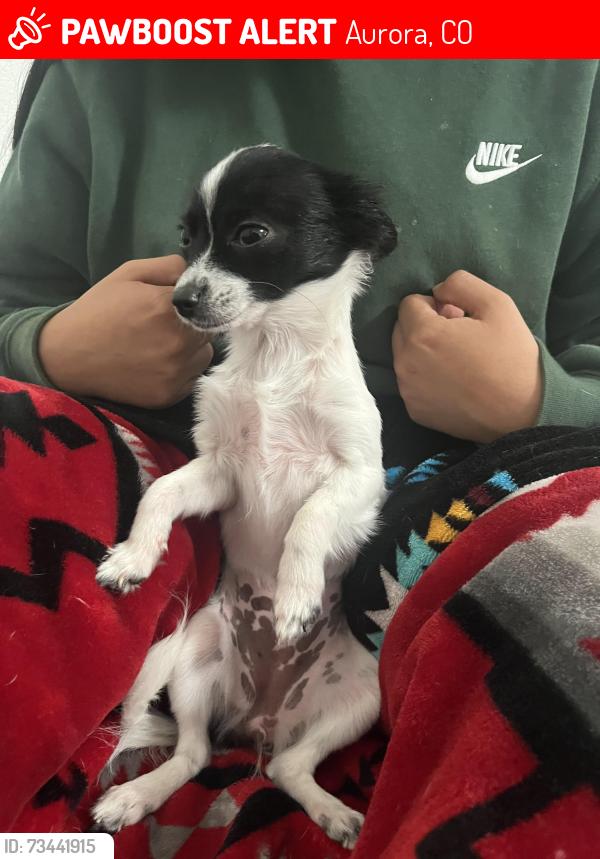 Lost Female Dog last seen Evanston st and gunnison pl, Aurora, CO 80012