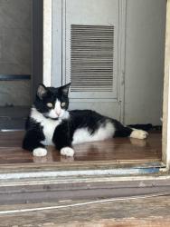 Lost Male Cat last seen S san jacinto, Hemet, CA 92544