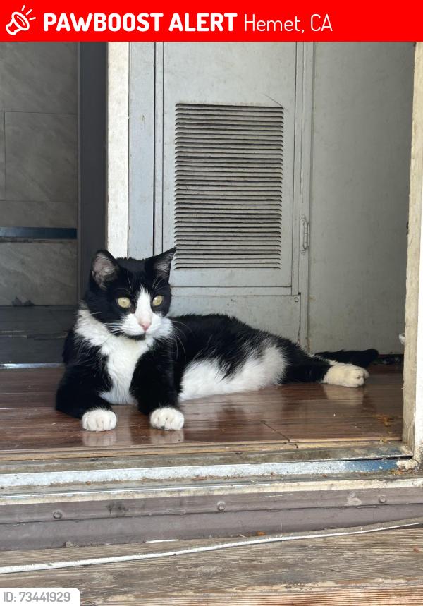 Lost Male Cat last seen S san jacinto, Hemet, CA 92544