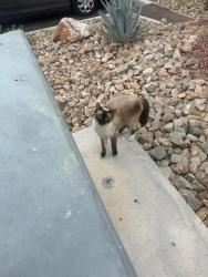 Found/Stray Unknown Cat last seen Henderson 89014, Henderson, NV 89014