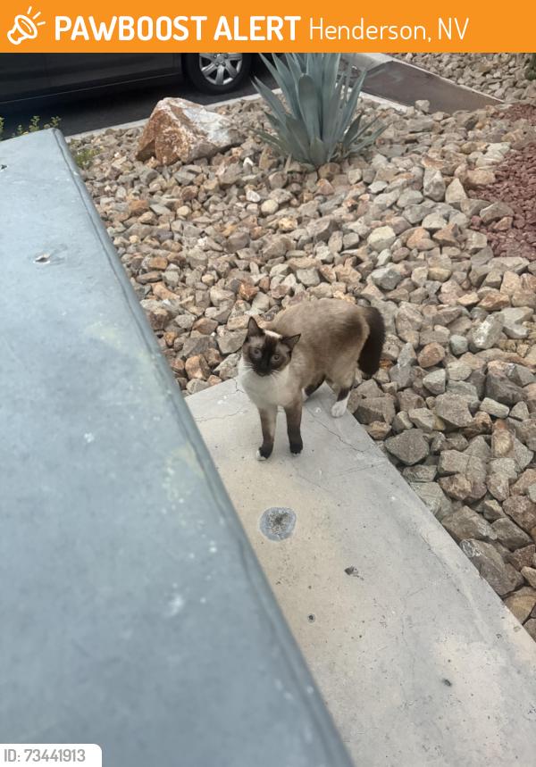 Found/Stray Unknown Cat last seen Henderson 89014, Henderson, NV 89014