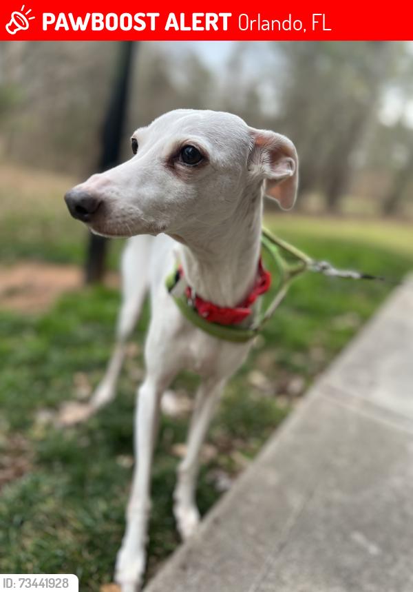 Lost Male Dog last seen In neighbors driveway, Orlando, FL 32832