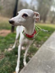 Lost Male Dog last seen In neighbors driveway, Orlando, FL 32832