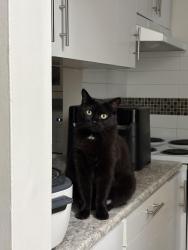Reunited Female Cat last seen Queen’s Park s, Calgary, AB T2K 5S5