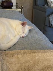 Reunited Male Cat last seen Champlain, Stanton, DE 19804