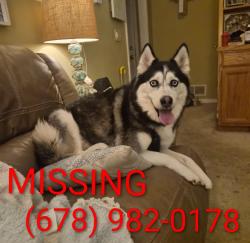 Reunited Female Dog last seen Cagle Rd and Lakeview Dr, near river, Gainesville, GA 30501