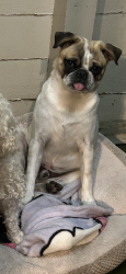 Lost Male Dog last seen W Limited Ave and S Spring St, Lake Elsinore, CA 92530