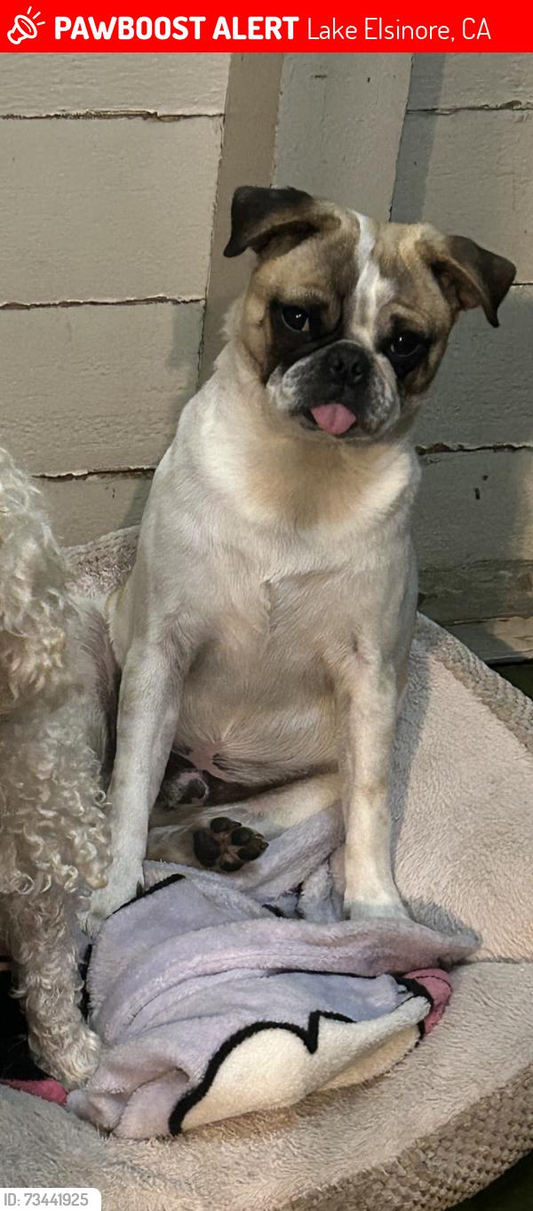Lost Male Dog last seen W Limited Ave and S Spring St, Lake Elsinore, CA 92530
