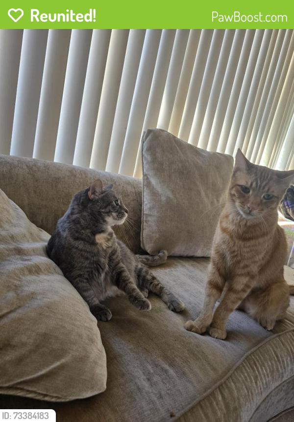 Reunited Male Cat last seen Clairemont Mesa Blvd, San Diego, CA 92117