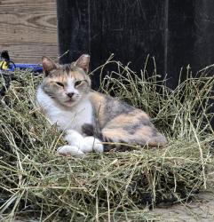 Lost Female Cat last seen Near Quaker Ave, Indianapolis, IN 46183