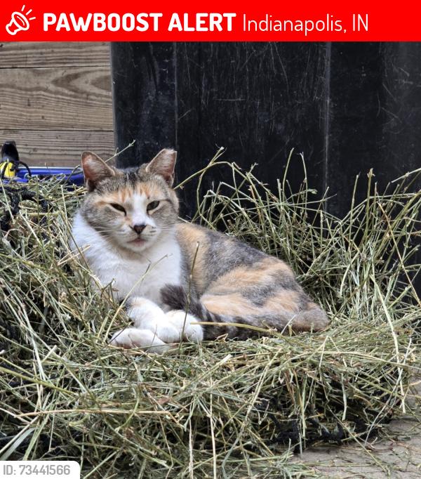 Lost Female Cat last seen Near Quaker Ave, Indianapolis, IN 46183