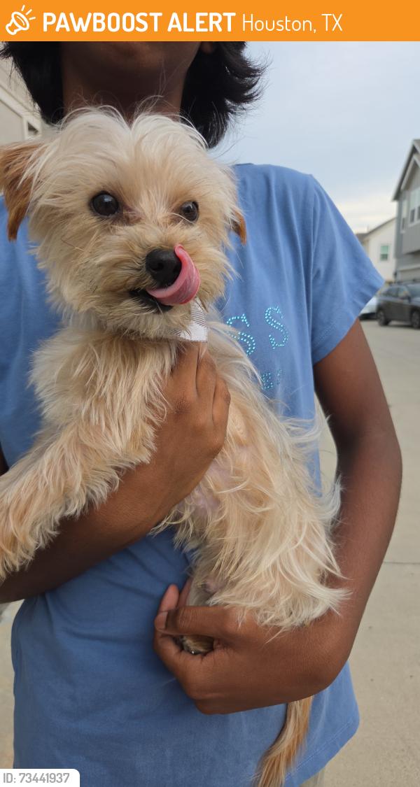 Found/Stray Male Dog last seen Richmond and Westheimer, Houston, TX 77063