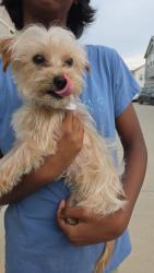 Found/Stray Male Dog last seen Richmond and Westheimer, Houston, TX 77063