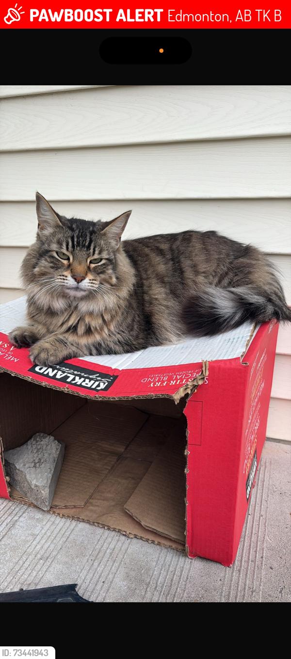 Lost Male Cat last seen Kate chegwin school, Edmonton, AB T6K 2B3
