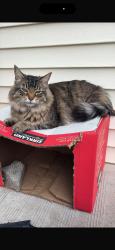 Lost Male Cat last seen Kate chegwin school, Edmonton, AB T6K 2B3